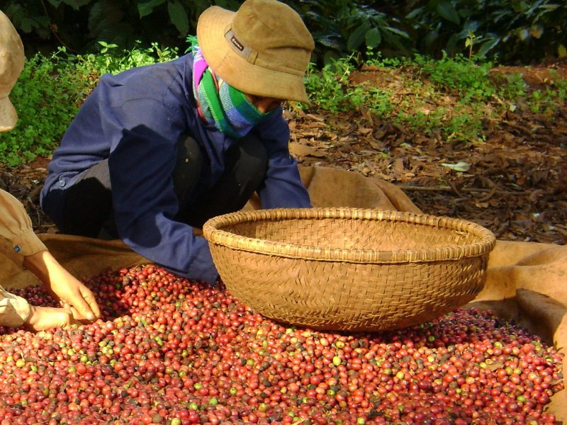 Giá cà phê hôm nay 30/10 giảm nhẹ 100 đồng/kg ở nhiều nơi