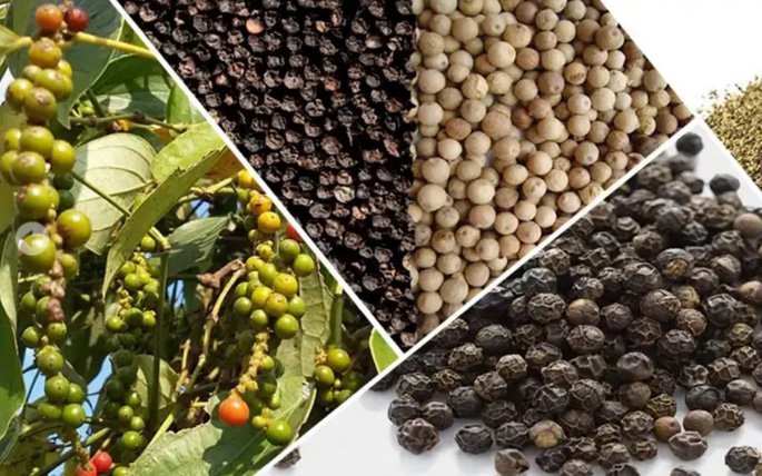Giá tiêu hôm nay 1/11/2020 xở Tây Nguyên và miền Nam trong khoảng 52.000 - 55.000 đồng/kg