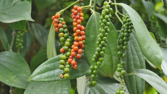 Giá tiêu hôm nay 3/11/2020 xở Tây Nguyên và miền Nam trong khoảng 52.000 - 55.000 đồng/kg