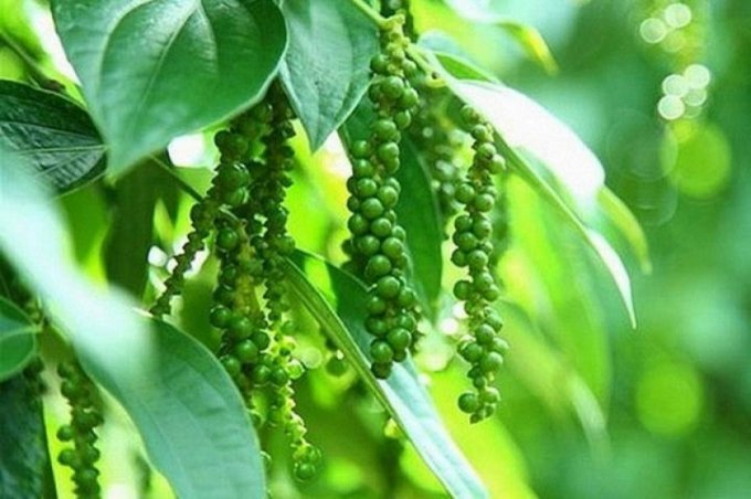Giá tiêu trong nước ngày 5/11