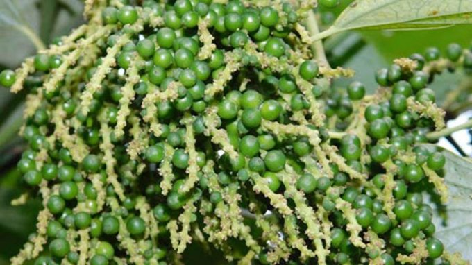 Giá tiêu trong nước ngày 6/11 trên thị trường thế giới giá nguyên liệu này tiếp tục giảm tại sàn Kochi (Ấn Độ).