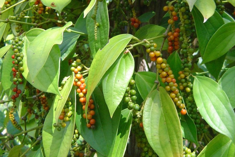 Giá tiêu hôm nay 10/11/2020 trong khoảng 52.500 - 55.000 đồng/kg.