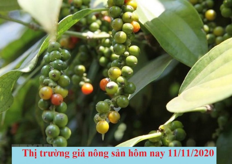 Giá tiêu hôm nay 11/11/2020 đồng loạt tăng