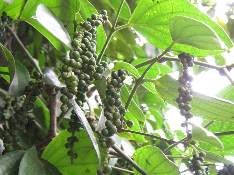 Giá tiêu hôm nay 12/11/2020 tiếp tục đồng loạt tăng tại các địa phương ở Tây Nguyên.