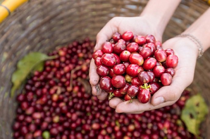 Giá cà phê hôm nay đi ngang cuối năm 2020