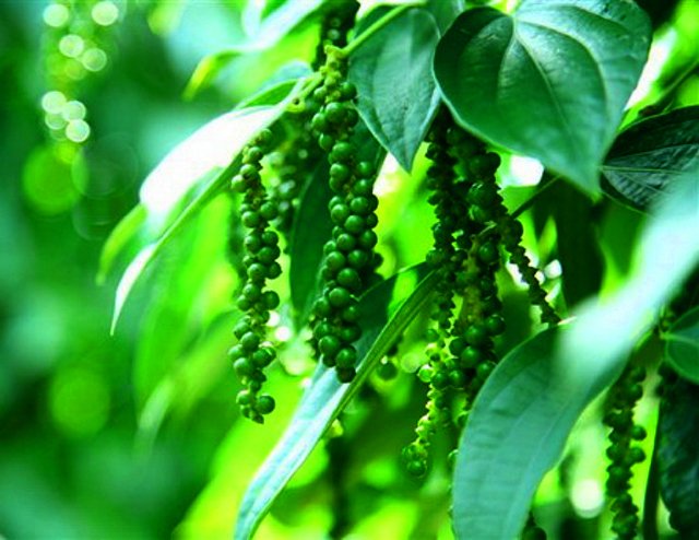 Giá tiêu hôm nay 18/11/2020 dao động trong khoảng 55.500 - 58.000 đồng/kg.