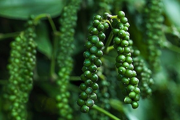 Giá tiêu hôm nay 21/11/2020, heo đại diện Hiệp hội tiêu Việt Nam nhận định
