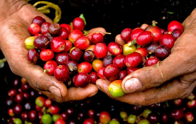 Giá cà phê hôm nay 23/9 điều chỉnh giảm nhẹ
