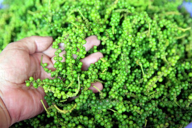 Giá tiêu hôm nay 2/12/2020