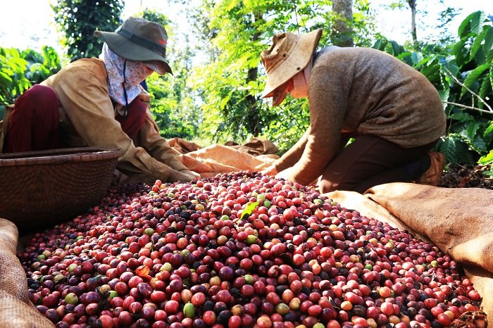 Giá cà phê hôm nay 20/9 tiếp tục tăng