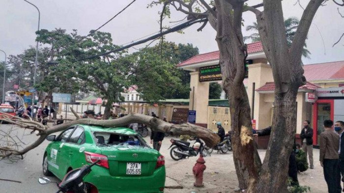 Cành cây đè bẹp nóc xe, tài xế và hành khách hút chết
