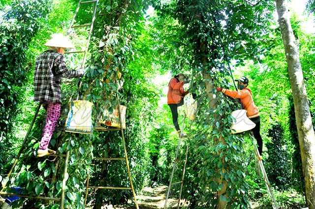 Giá cả thị trường nông sản hôm nay 21/12, giá tiêu đen, tiêu trắng, giá cà phê Robusta mới nhất cập nhật miền Nam, Tây Nguyên