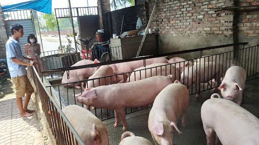Giá lợn hơi ba miền tăng?