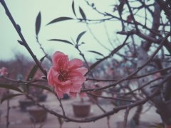 Post cover 1088277