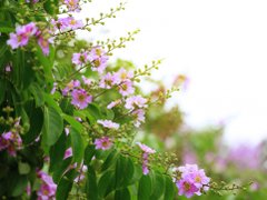 Post cover 1095635