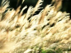 Post cover 1108367