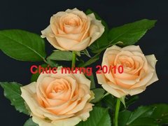 Post cover 1108571